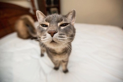 Làm gì để giữ tỉnh táo mà không cần cà phê