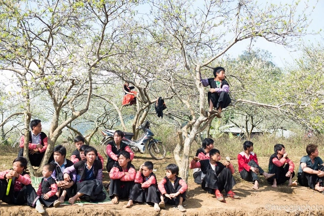 Ngắm hoa mận bung nở trên cao nguyên mộc châu