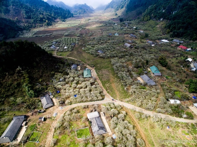 Ngắm hoa mận bung nở trên cao nguyên mộc châu