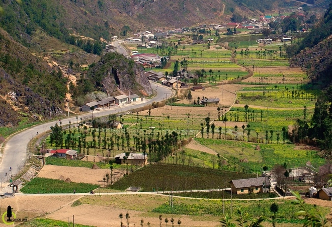 Ngắm cây sa mộc giữa cao nguyên đá đồng văn