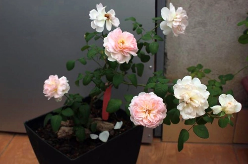 Ngắm những ngôi nhà thơm ngát hương hoa hồng