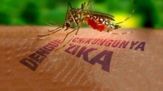 Muỗi zika đốt ban ngày trong khi người việt chỉ mắc màn ban đêm