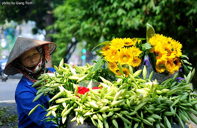 Vườn hoa loa kèn nở bung trắng muốt