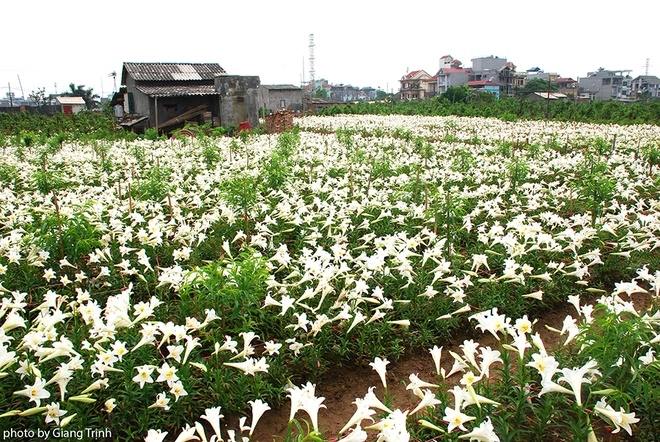 Vườn hoa loa kèn nở bung trắng muốt