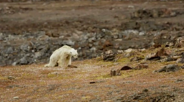 Nhiếp ảnh gia rơi nước mắt nhìn con gấu bắc cực đói khát chết từ từ