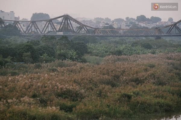 Mùa cỏ lau nở rộ bên cây cầu long biên lịch sử cực đẹp
