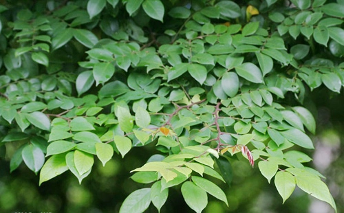 Lá khế có thể hỗ trợ điều trị dị ứng mỹ phẩm