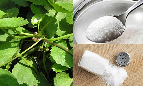 Sẹo lõm mờ đi chỉ với 2 ngàn đồng rau má bạn có biết