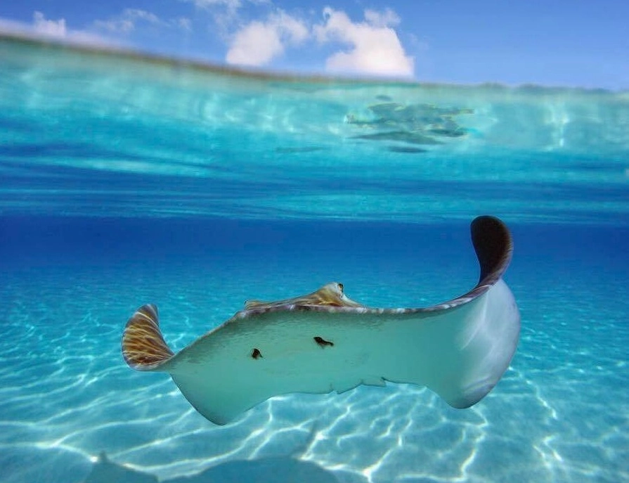 Bora bora là hòn đảo được mệnh danh là maldives