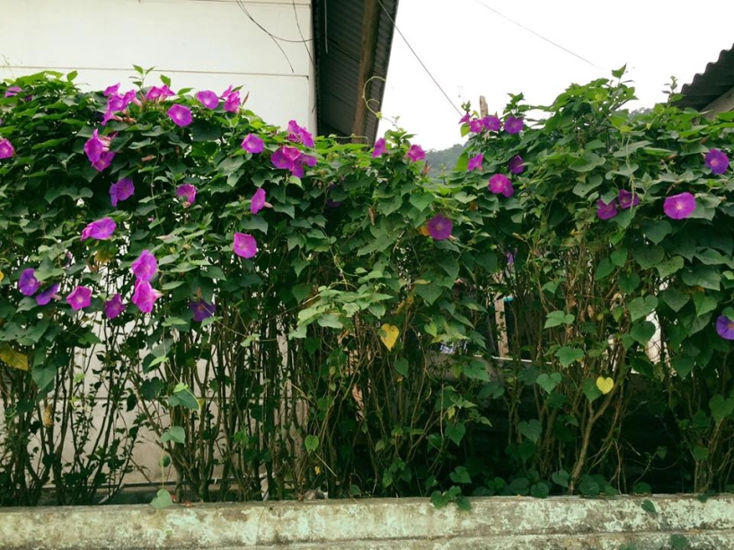 Những kinh nghiệm chi tiết khi du lịch tam đảo