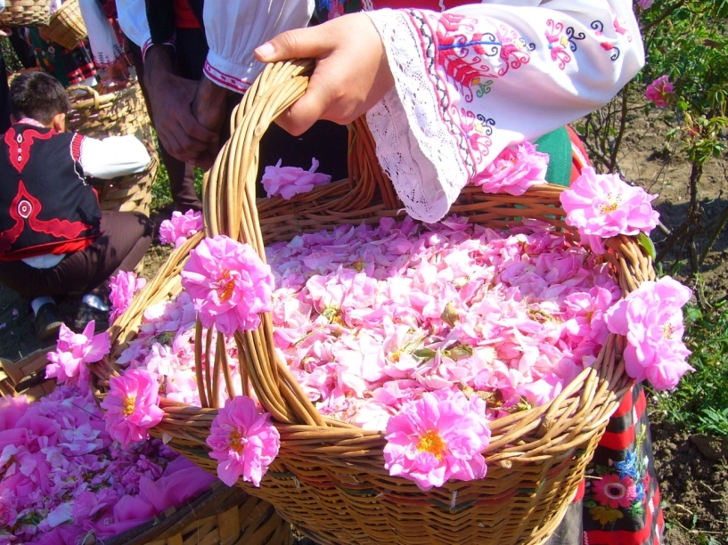 Bạn đã đến bulgaria và thung lũng hoa hồng thơ mộng