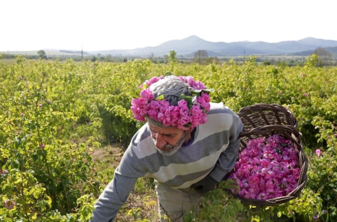 Bạn đã đến bulgaria và thung lũng hoa hồng thơ mộng