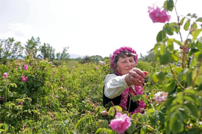 Bạn đã đến bulgaria và thung lũng hoa hồng thơ mộng