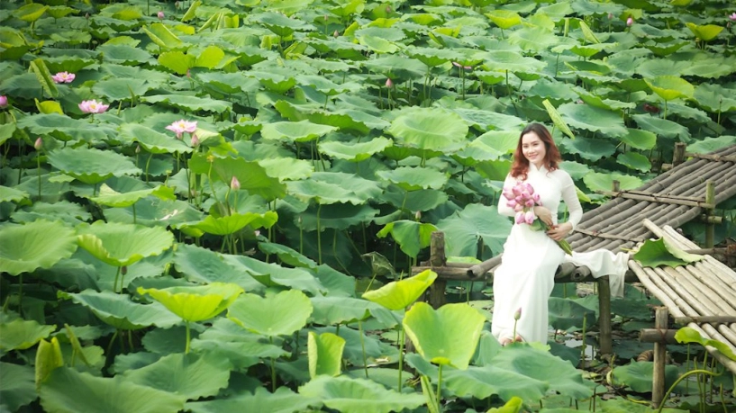 Những bức ảnh cùng hoa sen cao quý và thuần khiết thu hút ánh nhìn