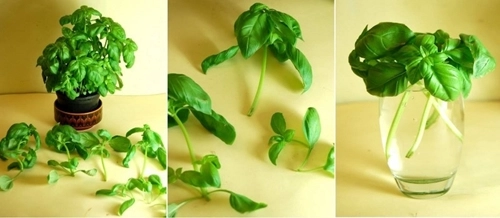 8 loại rau quen thuộc trồng một lần ăn thoải mái