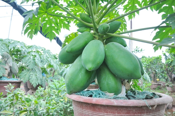 Đu đủ bonsai tán siêu độc tiền triệu