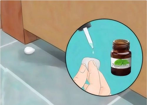 3 thực phẩm trong bếp giúp nhà không còn một bóng chuột