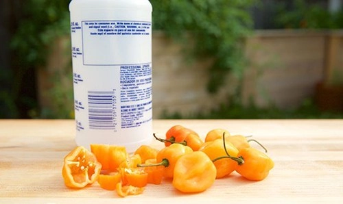 3 thực phẩm trong bếp giúp nhà không còn một bóng chuột