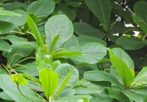Sâu răng cứng đầu đến đâu cũng bị đánh bại