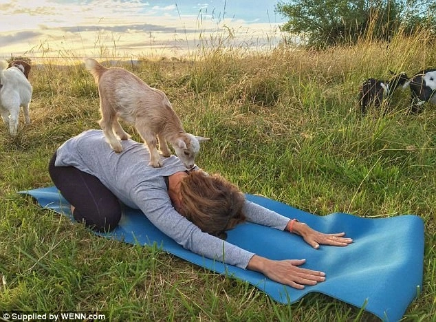Bộ môn yoga cùng động vật khiến phụ nữa anh phát cuồng