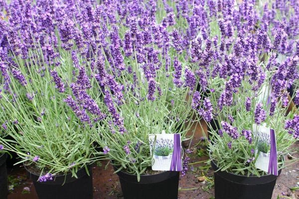 Hoa lavender quá đẹp mà thơm lại đuổi được muỗi
