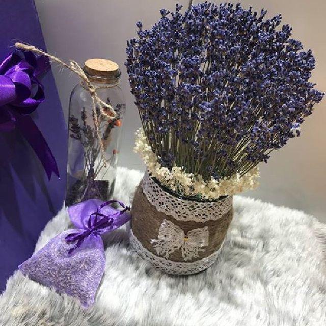 Hoa lavender quá đẹp mà thơm lại đuổi được muỗi