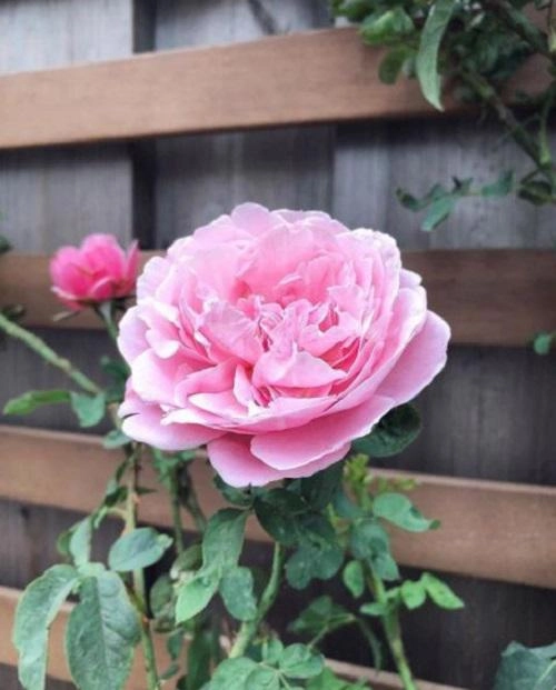 Mê mẩn vườn hồng đẹp và bí quyết chăm hồng của tăng thanh hà