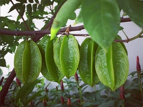 Mê mẩn vườn hồng đẹp và bí quyết chăm hồng của tăng thanh hà
