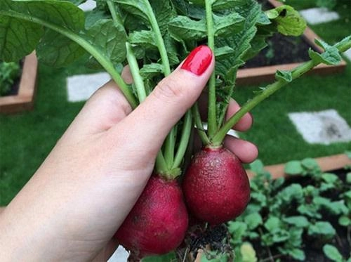Mê mẩn vườn hồng đẹp và bí quyết chăm hồng của tăng thanh hà