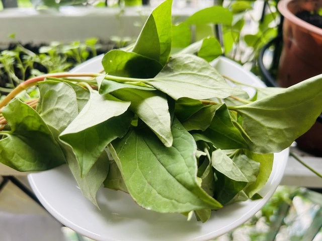 Món nước xanh ngắt được ví như thuốc quý, uống chăm tóc mọc xanh như tép- Ảnh 1. Diếp cá được ví như thuốc quý uống chăm tóc mọc xanh như tép